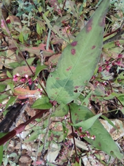 Persicaria pubescens