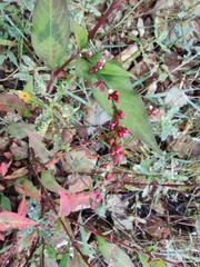 Persicaria pubescens