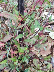 Persicaria pubescens