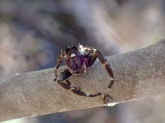 Sandalodes bipenicillatus