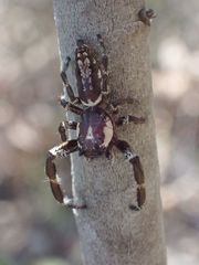 Sandalodes bipenicillatus