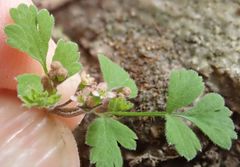 Chaerophyllum ramosum