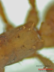 Acromyrmex octospinosus