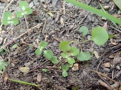 Muehlenbeckia complexa