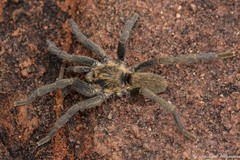 Pterinochilus lapalala