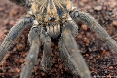 Pterinochilus lapalala