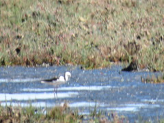 Himantopus leucocephalus