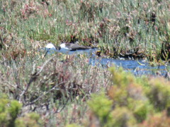 Himantopus leucocephalus