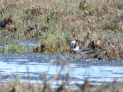 Himantopus leucocephalus