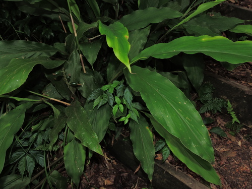 Image of Alpinia japonica by (c) Jacy Chen, some rights reserved (CC BY)