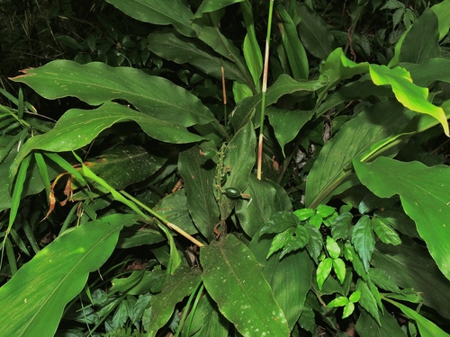 Image of Alpinia japonica by (c) Jacy Chen, some rights reserved (CC BY)