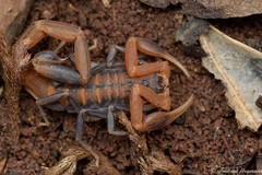 Uroplectes planimanus