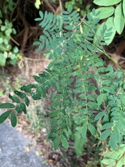 Adenanthera pavonina