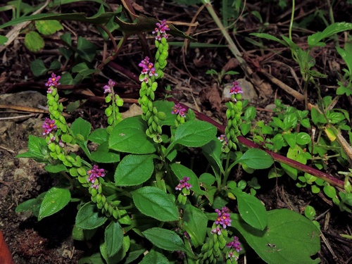 Polygala tatarinowii iNat (3)