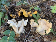 Cantharellus cascadensis