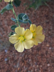 Abutilon austro-africanum