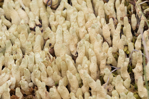 Arctic Butterfingers Lichen