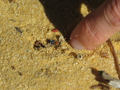 Eurymutilla strigosa