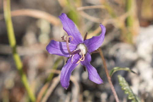 Yukon bellflower (Campanula aurita)