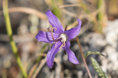 Campanula aurita