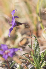 Campanula aurita