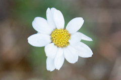 Chrysanthemum integrifolium
