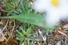Chrysanthemum integrifolium