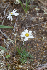 Chrysanthemum integrifolium
