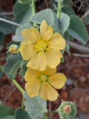 Abutilon austro-africanum