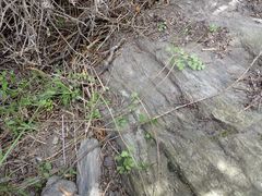 Chaerophyllum ramosum