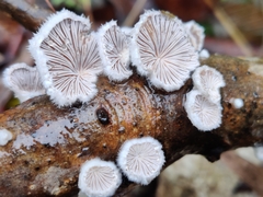 Schizophyllum commune