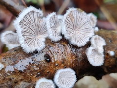 Schizophyllum commune