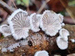 Schizophyllum commune