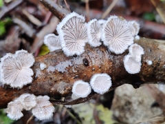 Schizophyllum commune
