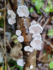Schizophyllum commune