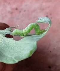 Trichoplusia ni
