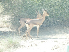 Gazella arabica
