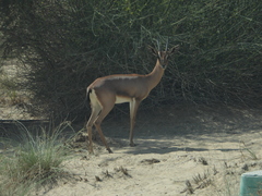 Gazella arabica