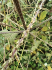 Achyranthes bidentata