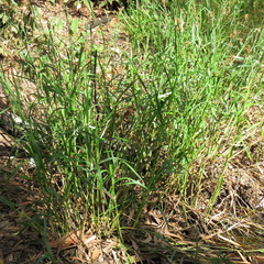 Cyperus gunnii