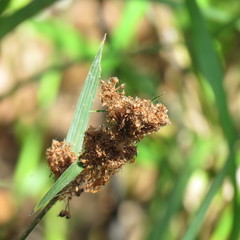Cyperus gunnii