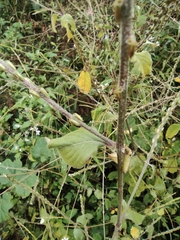 Achyranthes bidentata