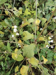 Achyranthes bidentata