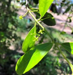 Elaeodendron australe