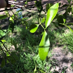 Elaeodendron australe
