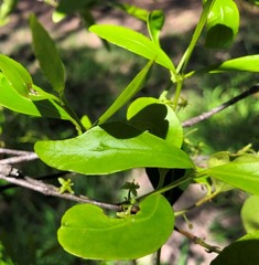 Elaeodendron australe