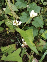 Persicaria senticosa