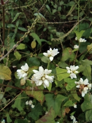 Persicaria senticosa