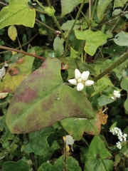 Persicaria senticosa