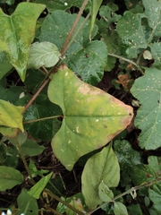 Persicaria senticosa